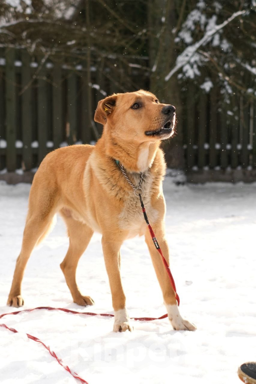 Собаки в Санкт-Петербурге: Рик мечтает о доме Мальчик, Бесплатно - фото 2