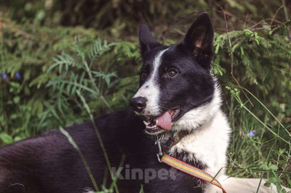 Собаки в Клине: Гелик — классный пёс Мальчик, Бесплатно - фото 2