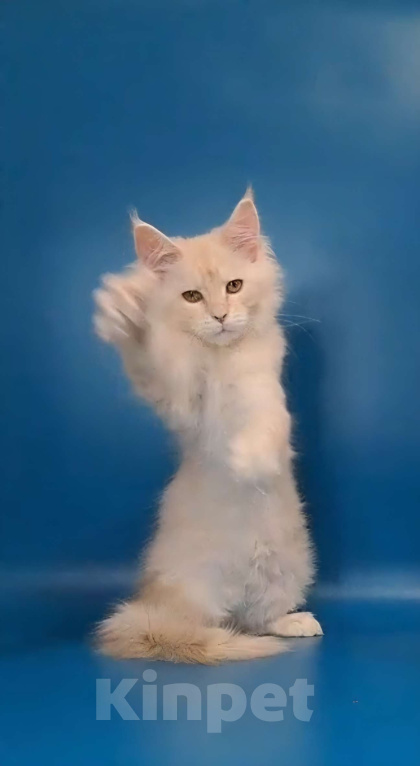 Кошки в Уфе: Котёнок Мейн-кун  Мальчик, 50 000 руб. - фото 5