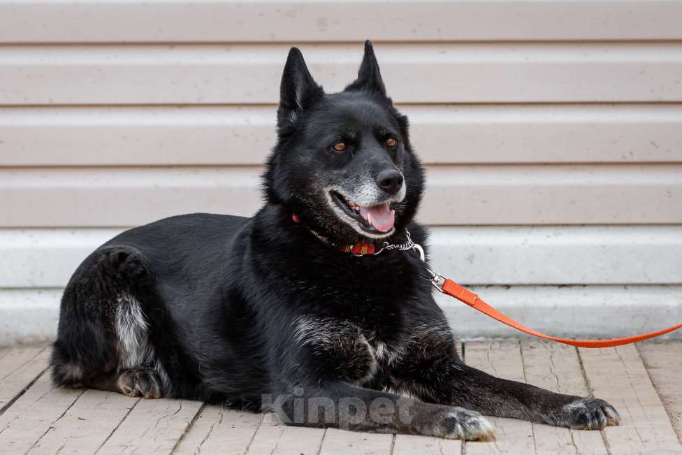 Собаки в Москве: Собака с удивительными глазами Девочка, Бесплатно - фото 4