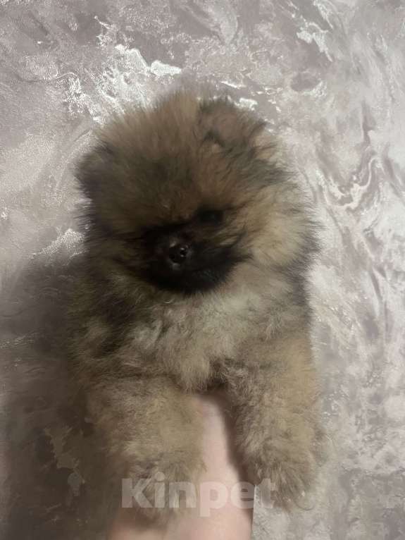 Собаки в Джанкое: Шпиц Мальчик, 20 000 руб. - фото 2