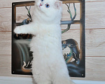 Кошки в Рыбинске: Британский длинношерстный мальчик ny1133 Мальчик, 25 000 руб. - фото 2