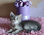 Кошки в Новосибирске: ♂️ Yetty  Мальчик, 50 000 руб. - фото 4