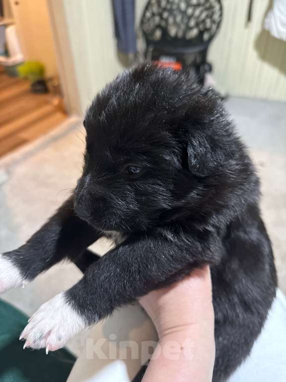 Собаки в других городах Московской области: Дакота Девочка, 100 руб. - фото 7