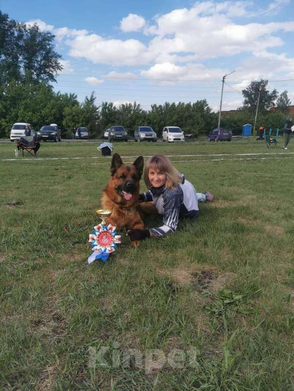 Собаки в Иркутске: Немецкая овчарка Девочка, 50 000 руб. - фото 5