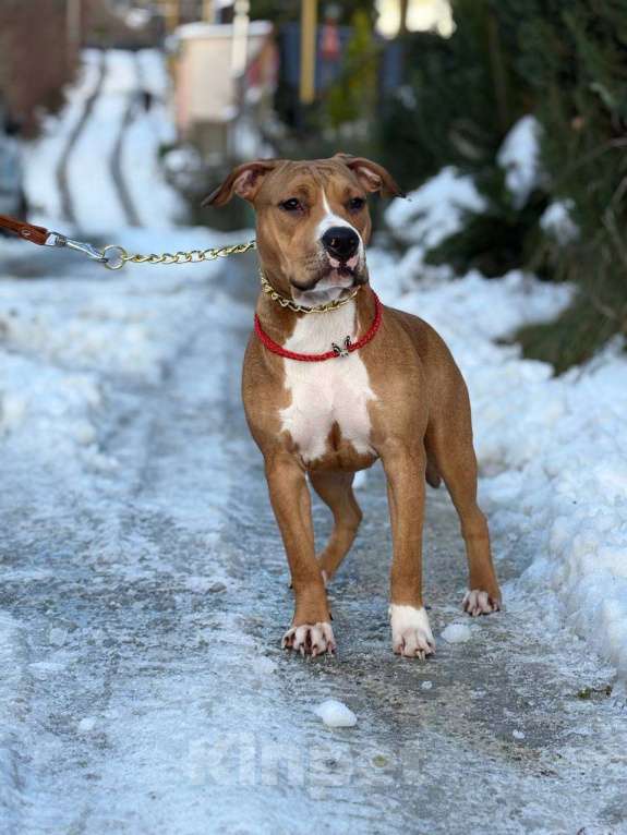 Собаки в других городах Краснодарского края: Щенок амстаффа Девочка, 45 000 руб. - фото 2