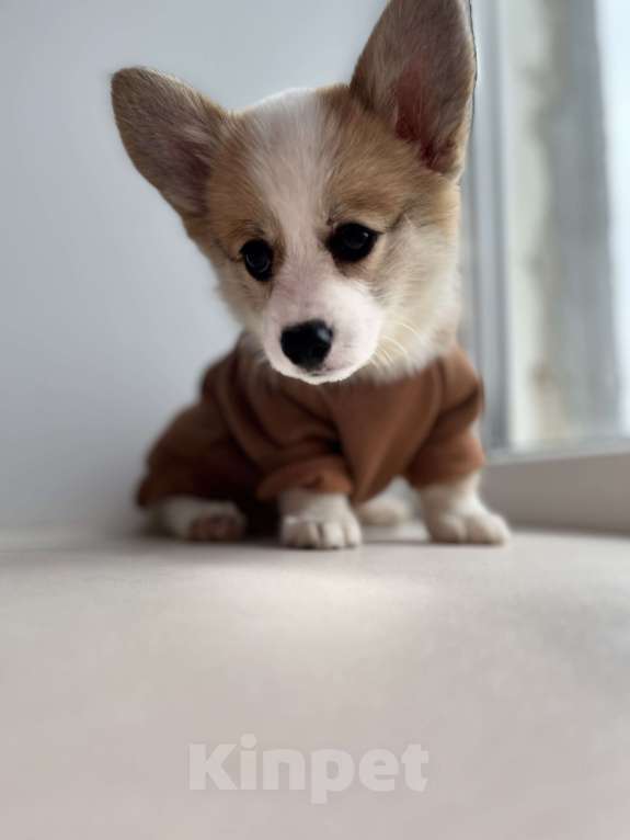 Собаки в Дзержинске: Щенок корги  Девочка, 35 000 руб. - фото 5