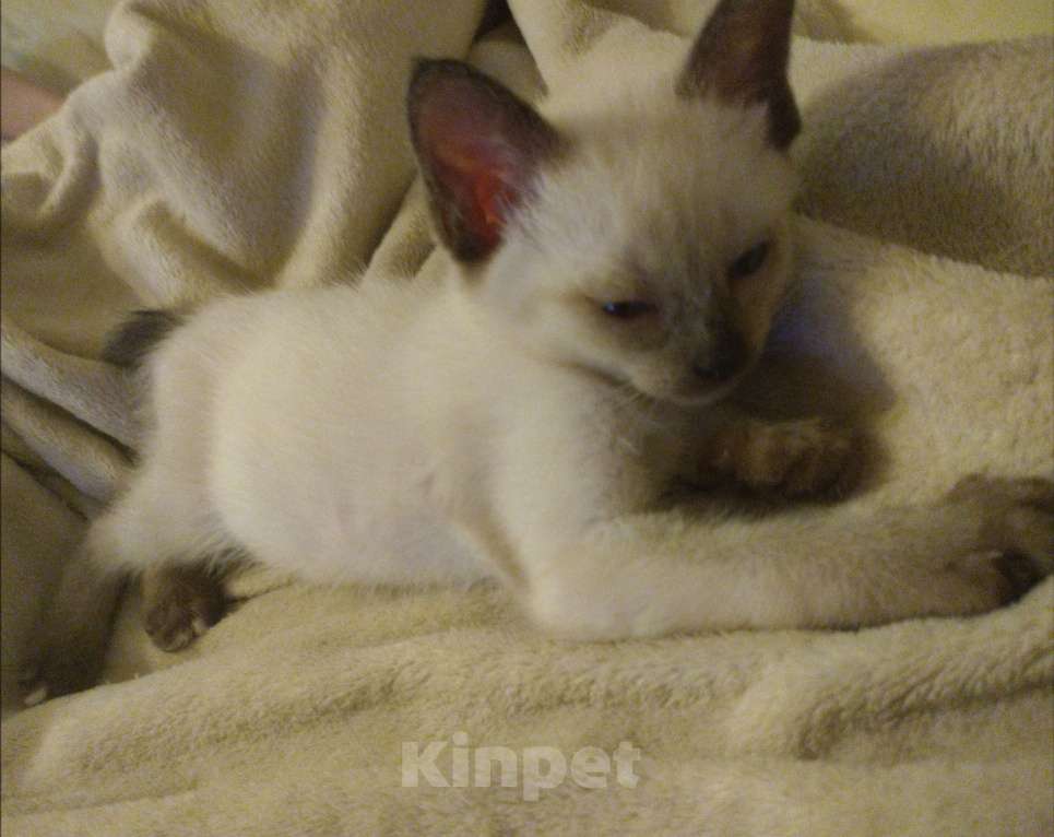 Кошки в других городах Московской области: Софа Девочка, 18 000 руб. - фото 1