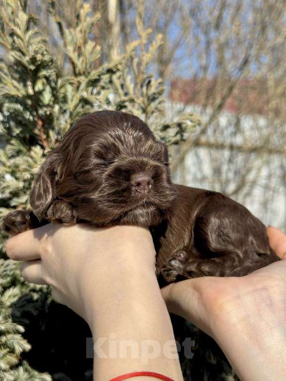 Собаки в Пскове: Американский Кокер Спаниель Девочка, 60 000 руб. - фото 7