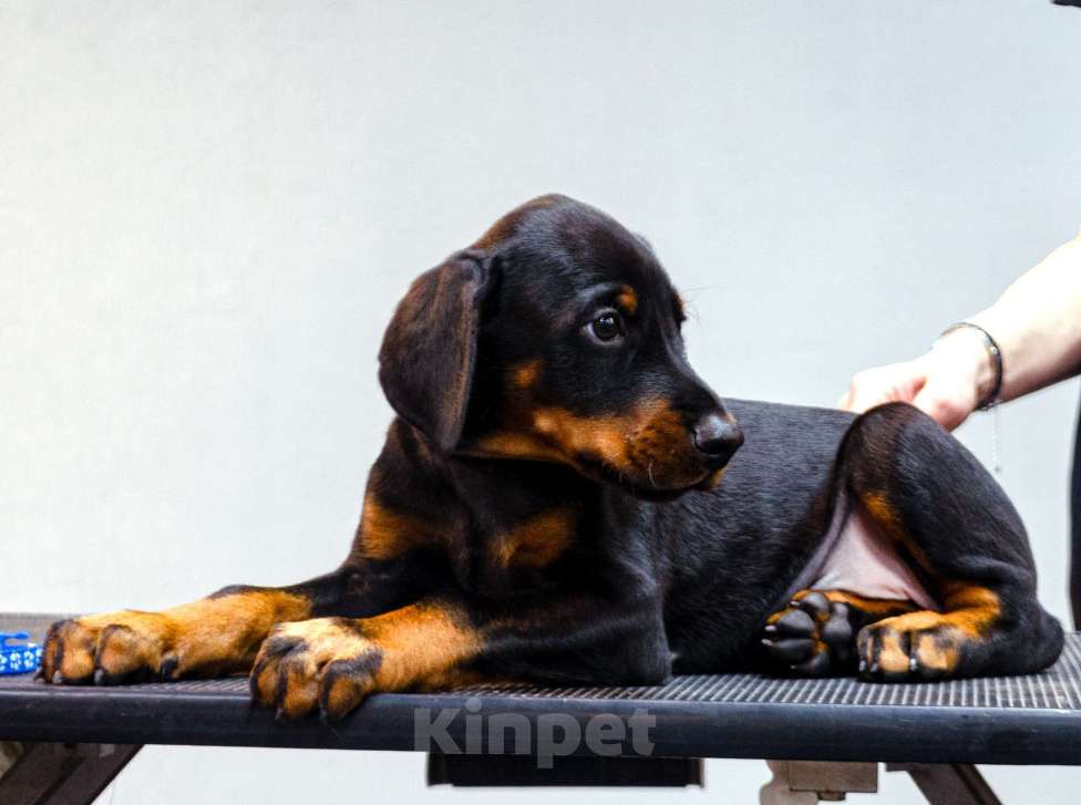 Собаки в Москве: Щенки добермана Мальчик, Бесплатно - фото 8