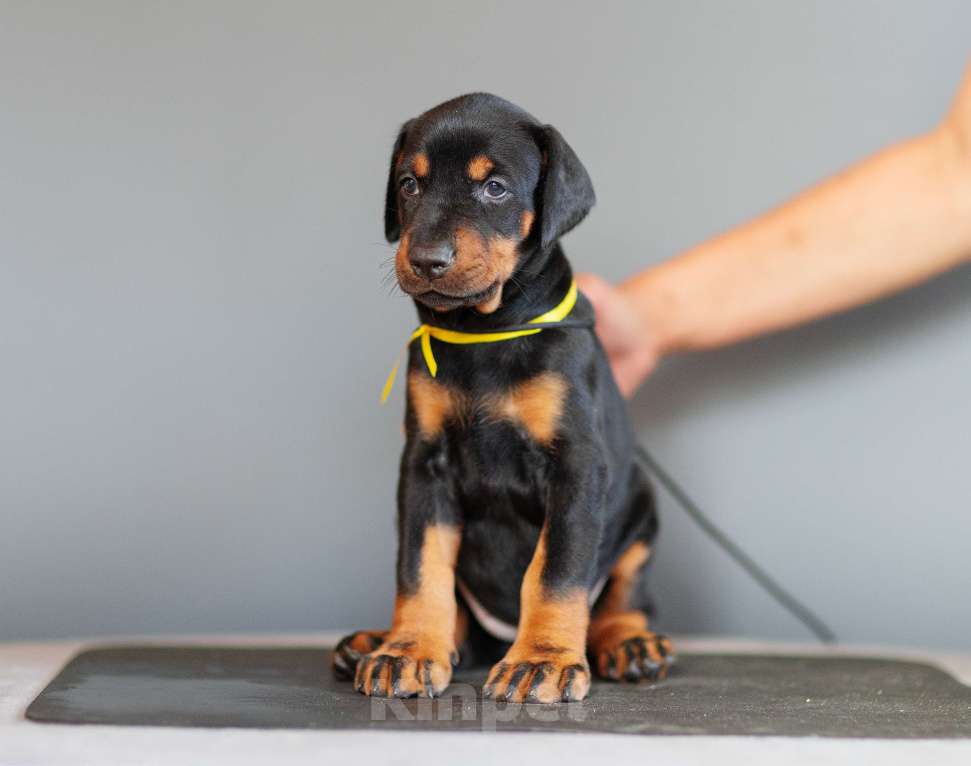 Собаки в Москве: Щенки добермана Девочка, 110 000 руб. - фото 10