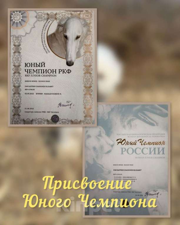 Собаки в Владивостоке: Щенки Бишон Фризе с родословной, гарантией здоровья и поддержкой навсегда! Девочка, 120 000 руб. - фото 2
