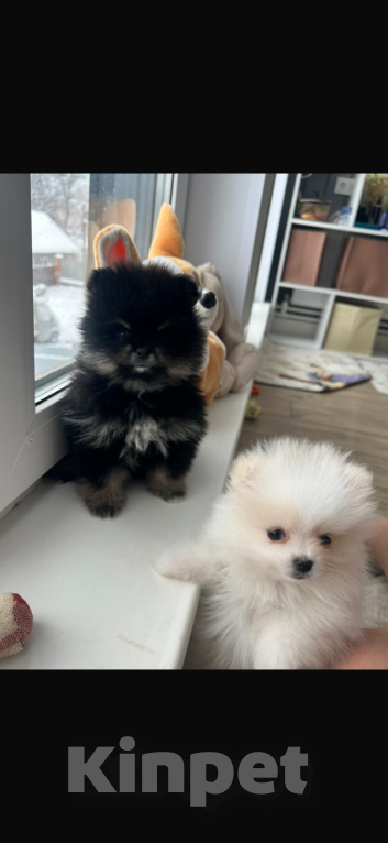 Собаки в других городах Московской области: Малинка Девочка, 40 000 руб. - фото 2