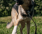 Собаки в Химках: Умный пес Мальчик, Бесплатно - фото 3