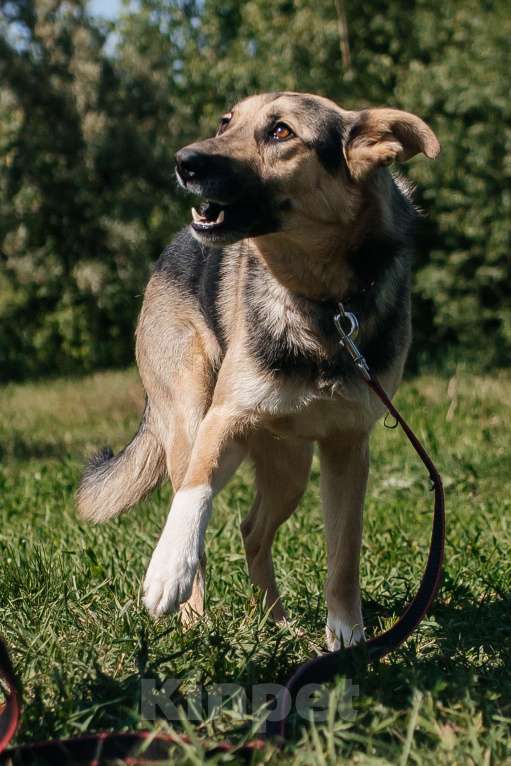 Собаки в Химках: Умный пес Мальчик, Бесплатно - фото 3