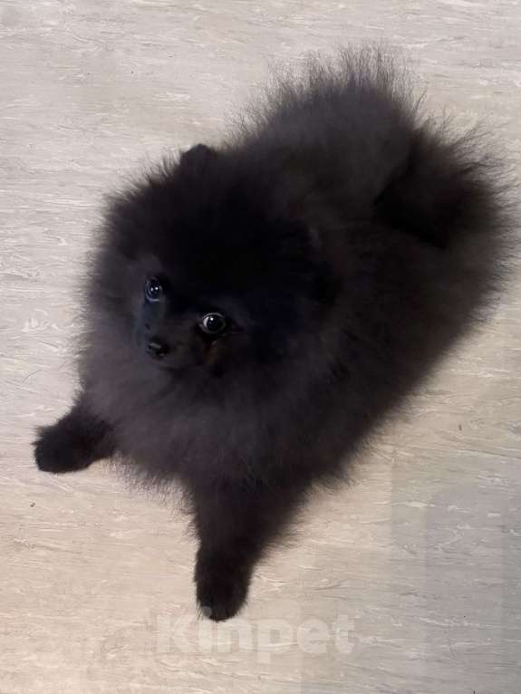 Собаки в Петергофе: Черный уголек Мальчик, 40 000 руб. - фото 3