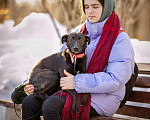 Собаки в Солнечногорске: Маленькая собачка в дар Девочка, Бесплатно - фото 1