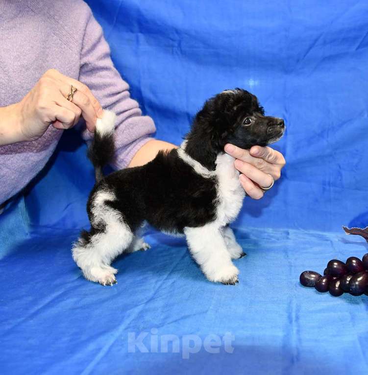 Собаки в Долгопрудном: ТОЙ ПУДЕЛЬ арлекин ДЖЕНТЛИ БОРН ПЕРЧИ Мальчик, 120 000 руб. - фото 5