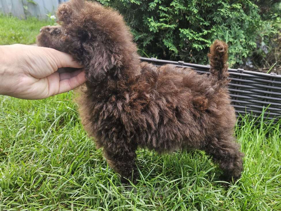 Собаки в Москве: Тина Девочка, 80 000 руб. - фото 5