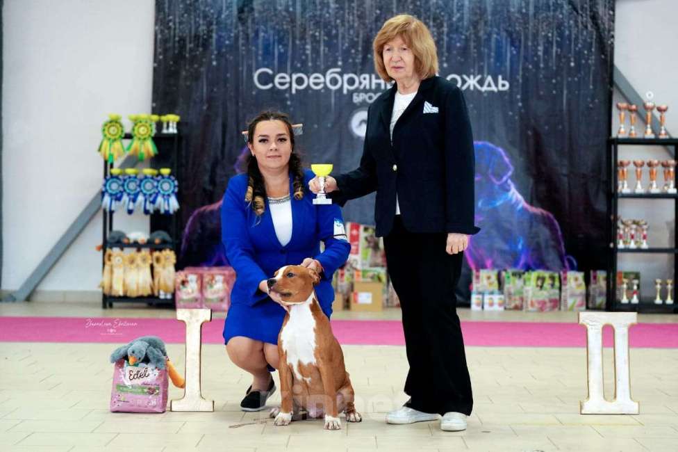 Собаки в Москве: АСТ Мальчик, 100 000 руб. - фото 1