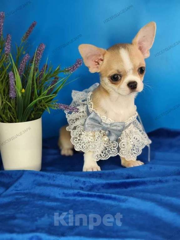 Собаки в Москве: Мальчик спокойного темперамента Мальчик, 25 000 руб. - фото 1