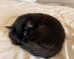 Кошки в Москве: Котик Мотя ищет дом Мальчик, Бесплатно - фото 7