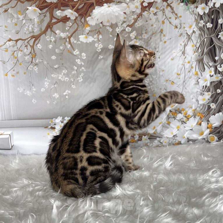 Кошки в Москве: Бенгальский котёнок  Девочка, Бесплатно - фото 6