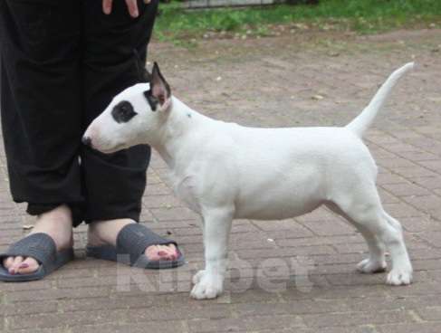 Собаки в Москве: Высокопородные щенки бультерьера Девочка, 120 000 руб. - фото 3