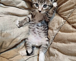 Кошки в Калуге: Котенок Мальчик, Бесплатно - фото 4