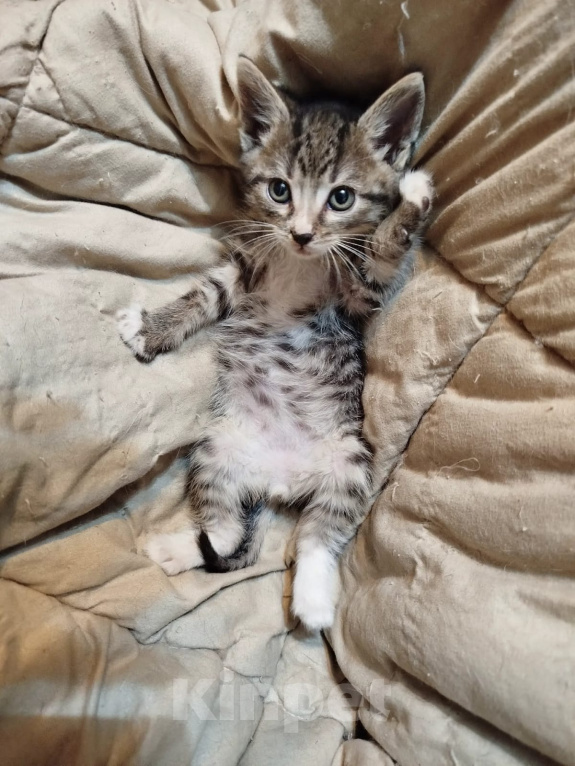 Кошки в Калуге: Котенок Мальчик, Бесплатно - фото 4