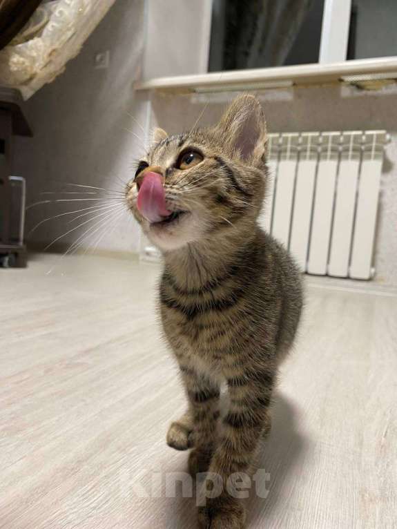 Кошки в Салавате: Котята в заботливые руки, приучены к лотку Девочка, Бесплатно - фото 8