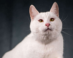 Кошки в Клине: Бьянка — красивейшая белоснежная кошечка Девочка, Бесплатно - фото 6
