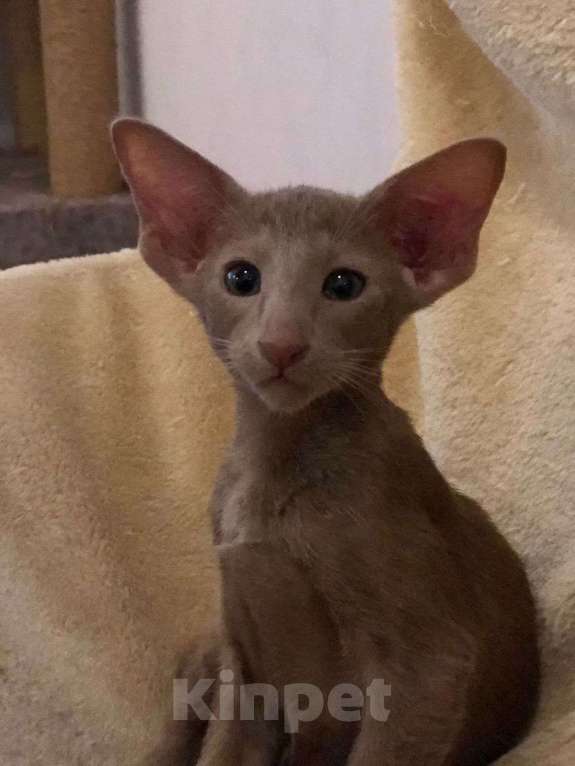 Кошки в Нижнем Новгороде: Ориентальный котенок мальчик  Мальчик, 70 000 руб. - фото 4