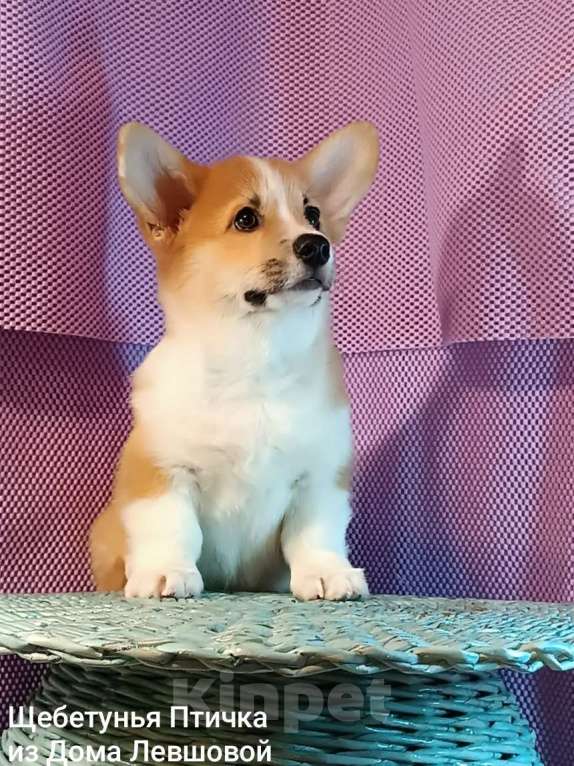 Собаки в других городах Тверской области: Щебетунья Птичка из Дома Левшовой Девочка, 50 000 руб. - фото 6