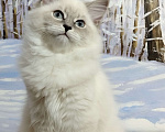 Кошки в Астрахани: Кошка  Девочка, Бесплатно - фото 3