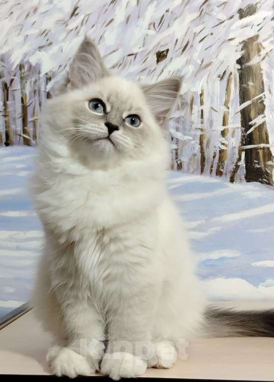 Кошки в Астрахани: Кошка  Девочка, Бесплатно - фото 3