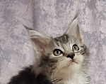 Кошки в Москве: Котята мейн-кун Мальчик, 29 999 руб. - фото 3