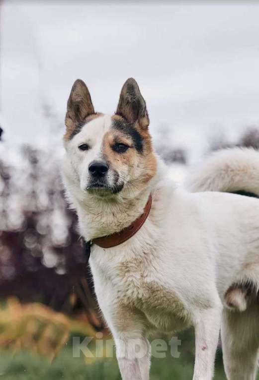 Собаки в Сергиеве Посаде: Айс якутенок в добрые руки Мальчик, Бесплатно - фото 5