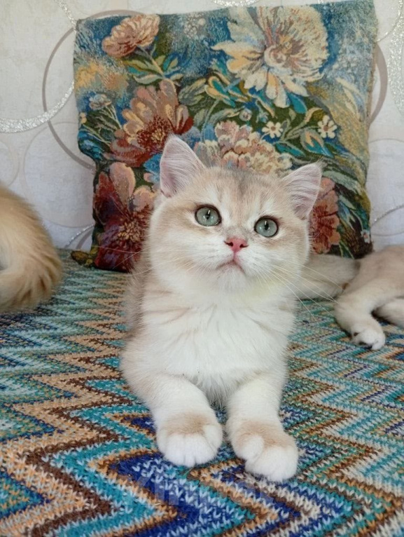 Кошки в Череповце: Девочка британка окрас голубое золото Девочка, 35 000 руб. - фото 1