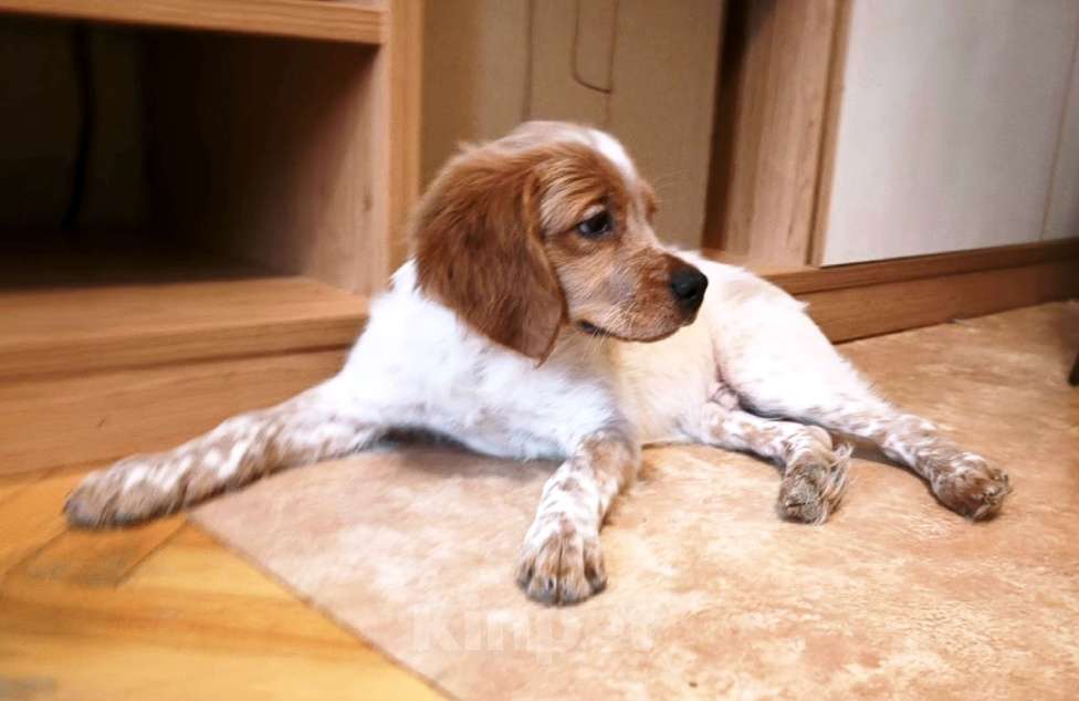 Собаки в Москве: Алтай  Мальчик, 55 000 руб. - фото 1