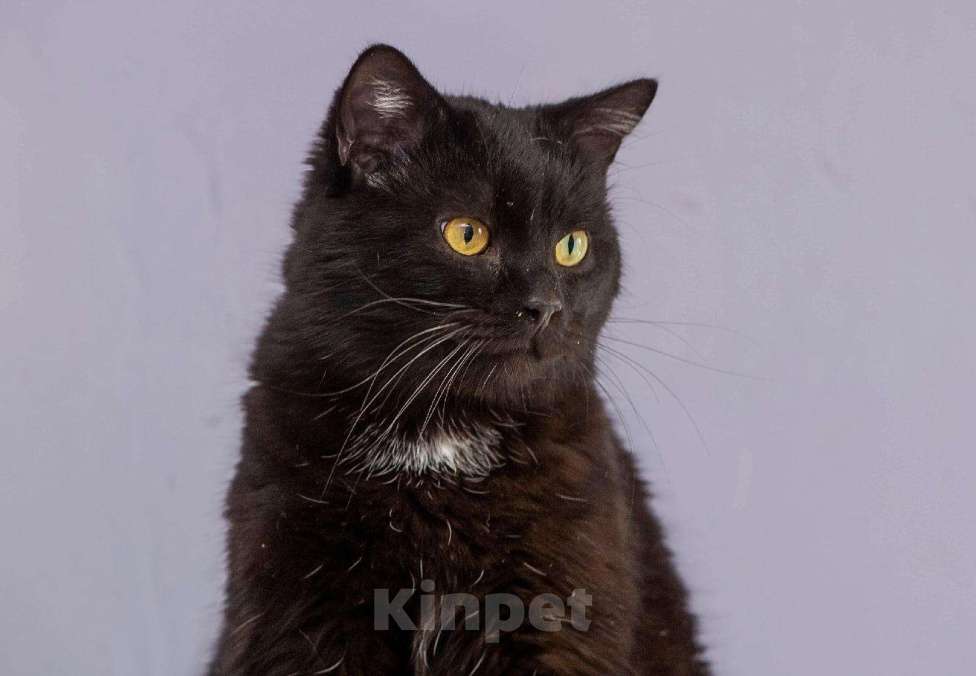 Кошки в Новохоперске: Кошки, 15 руб. - фото 1