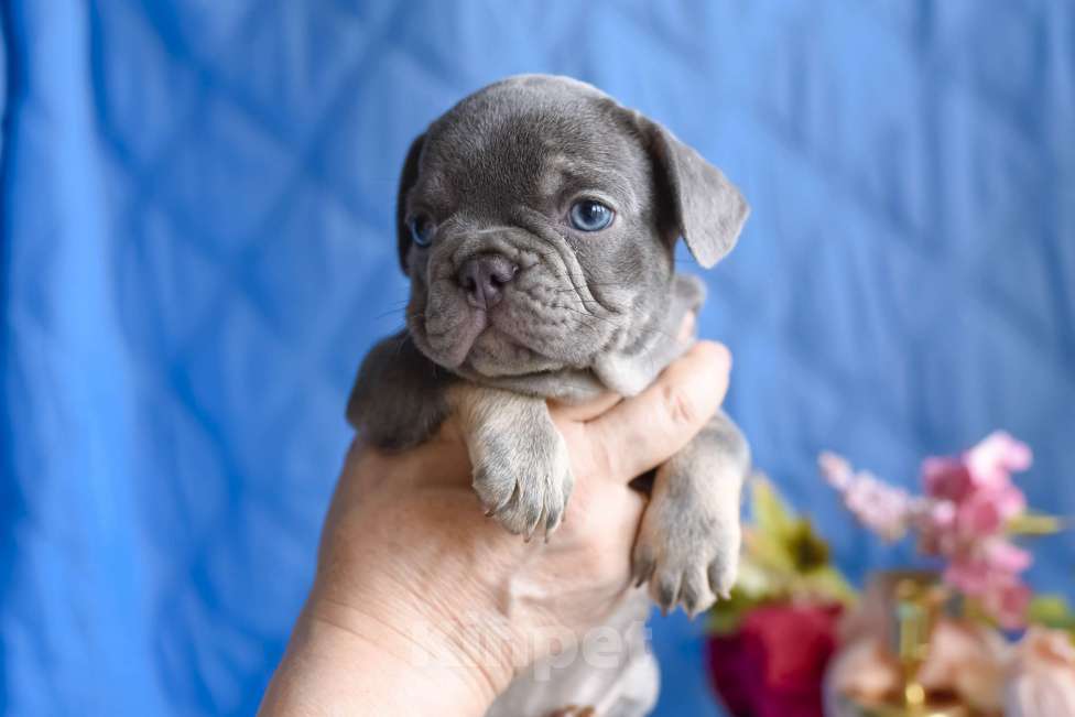 Собаки в Москве: мальчик лилак тан , документы доставка Мальчик, 80 000 руб. - фото 5