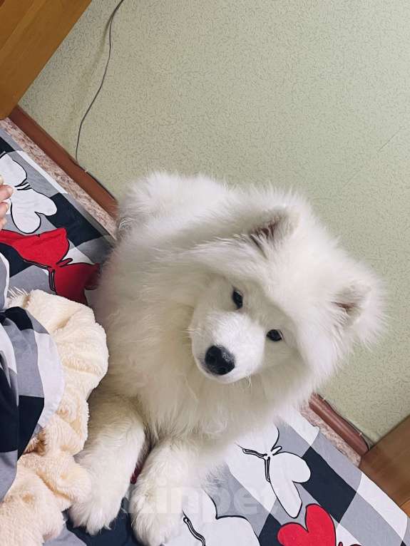 Собаки в Томске: Продам щенка 4 месяца Мальчик, 30 000 руб. - фото 2