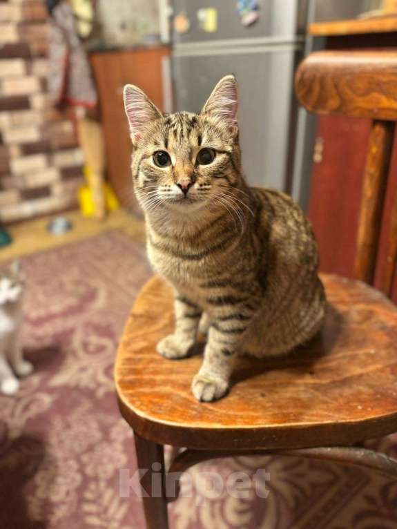 Кошки в Москве: Очень красивые котята (5 мес.) в добрые руки Девочка, Бесплатно - фото 6