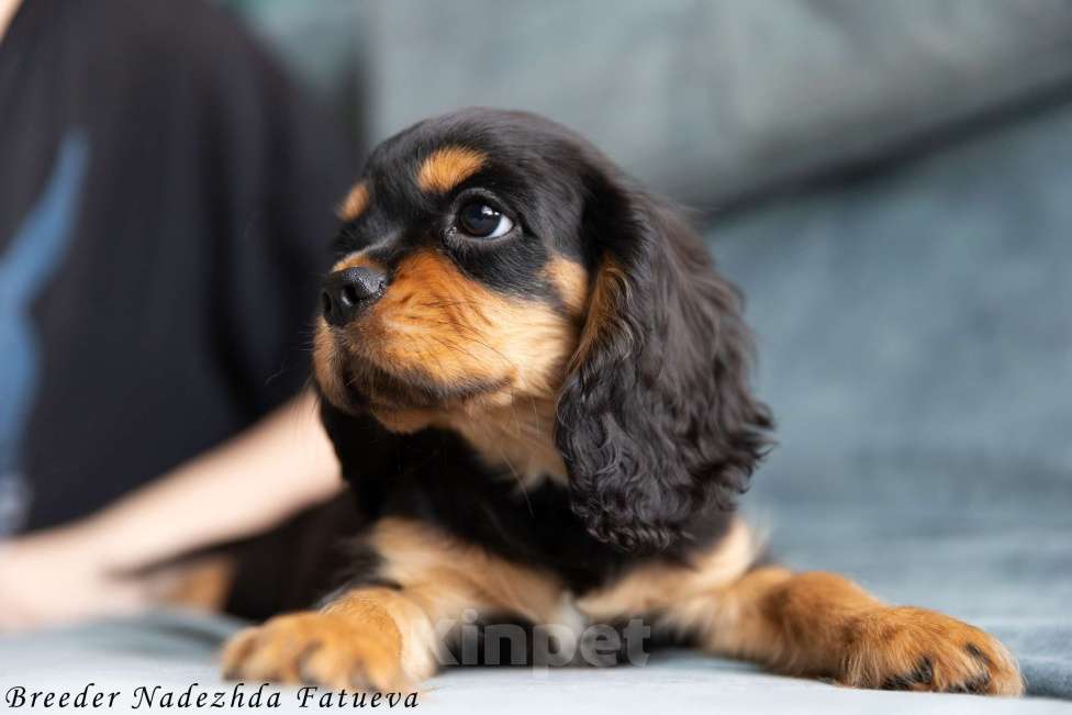 Собаки в Рязани: Щенки Кавалер Кинг Чарльз спаниеля Мальчик, Бесплатно - фото 6