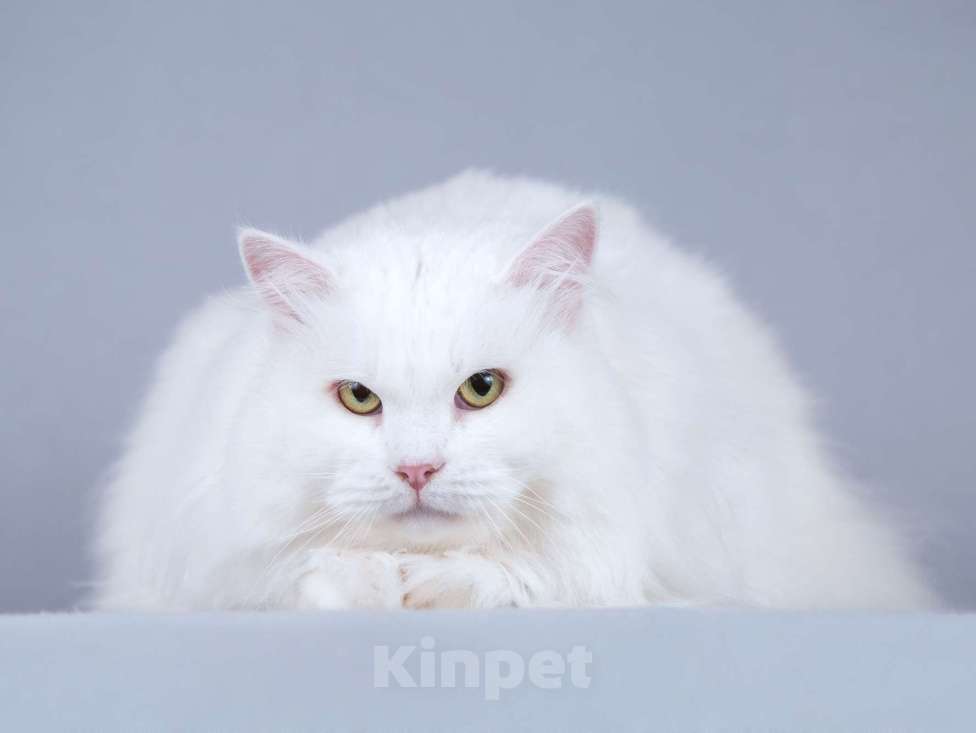 Кошки в Москве: Ласковый ангорский кот Сахарок в добрые руки Мальчик, Бесплатно - фото 2