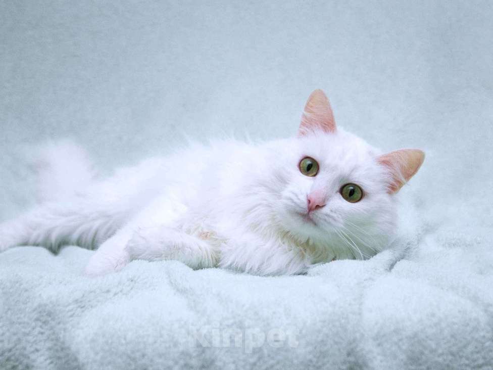 Кошки в Москве: Нежный ласковый белый котик Тимоша Мальчик, Бесплатно - фото 4