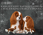 Собаки в Новосибирске: Щенки Кавалер Кинг Чарльз Спаниель Разнополые, 120 000 руб. - фото 1