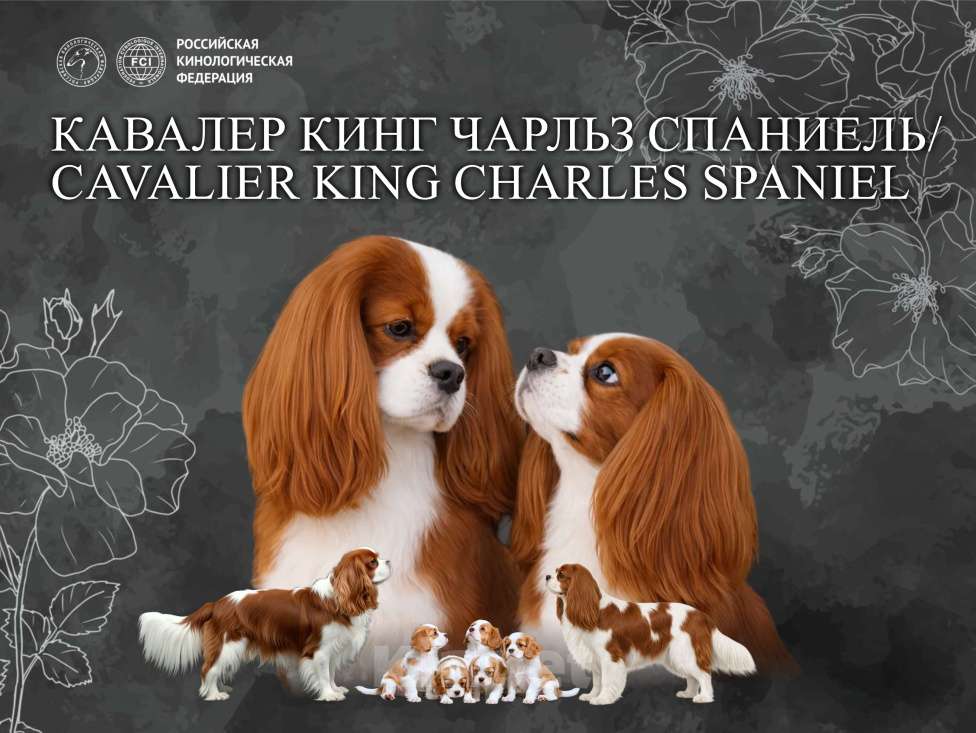 Собаки в Новосибирске: Щенки Кавалер Кинг Чарльз Спаниель Разнополые, 120 000 руб. - фото 1