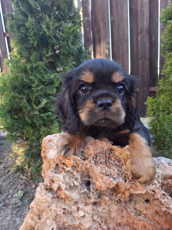 Собаки в Феодосии: Замечательный мальчик ККЧС Мальчик, 70 000 руб. - фото 2